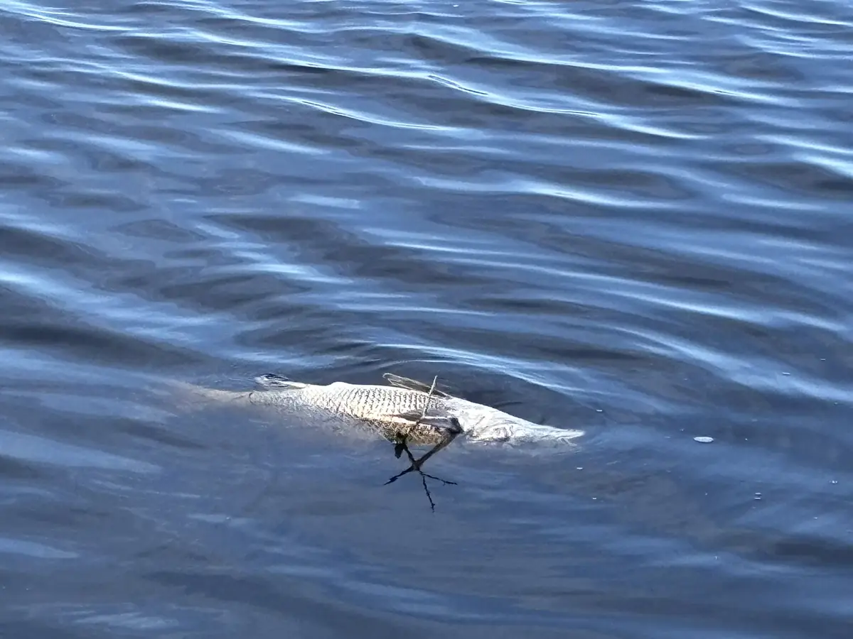 A dead fish floats belly-up on the surface of rippling blue water, with a small twig or branch stuck in its mouth. The…