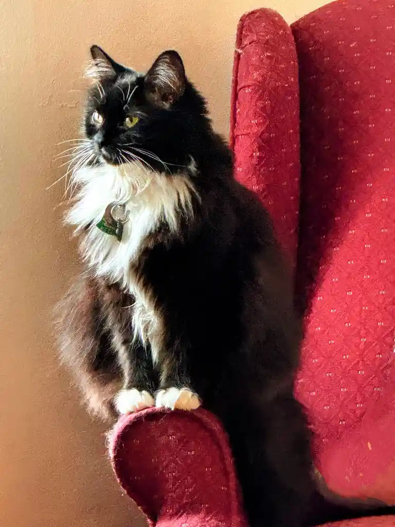 A long-haired black and white cat with yellow eyes sits regally on the arm of a red upholstered chair, looking off to the…