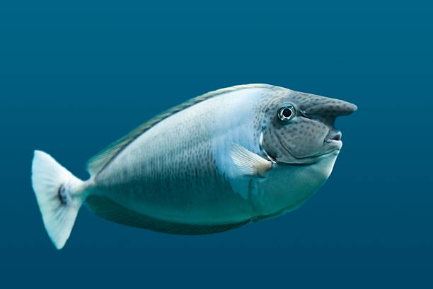 A close-up photograph of a greyish-blue fish with a long, pointed snout and a white tail fin, swimming in deep blue water…