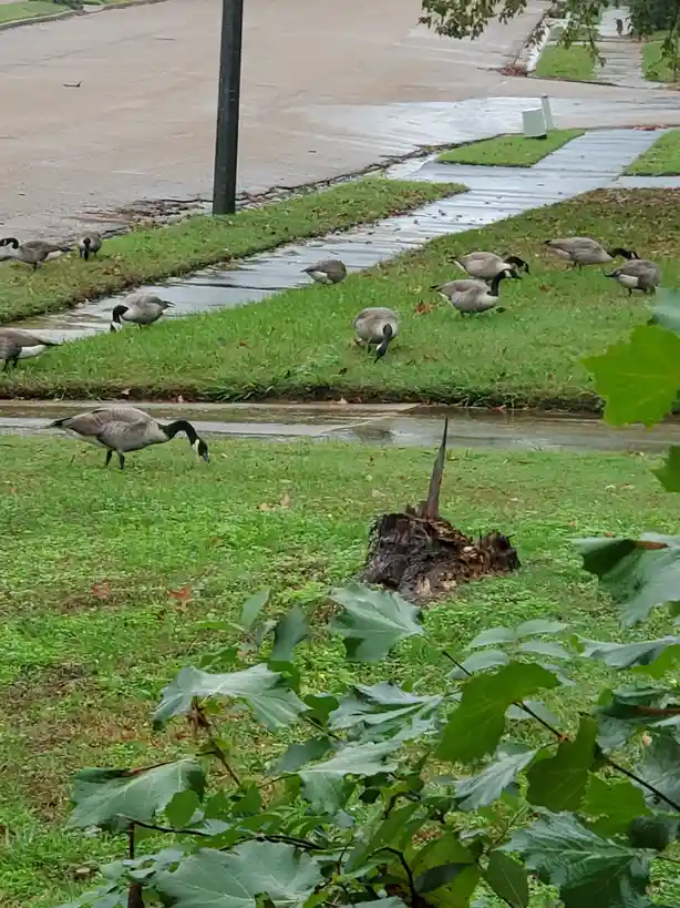 They're Everywhere You Look!