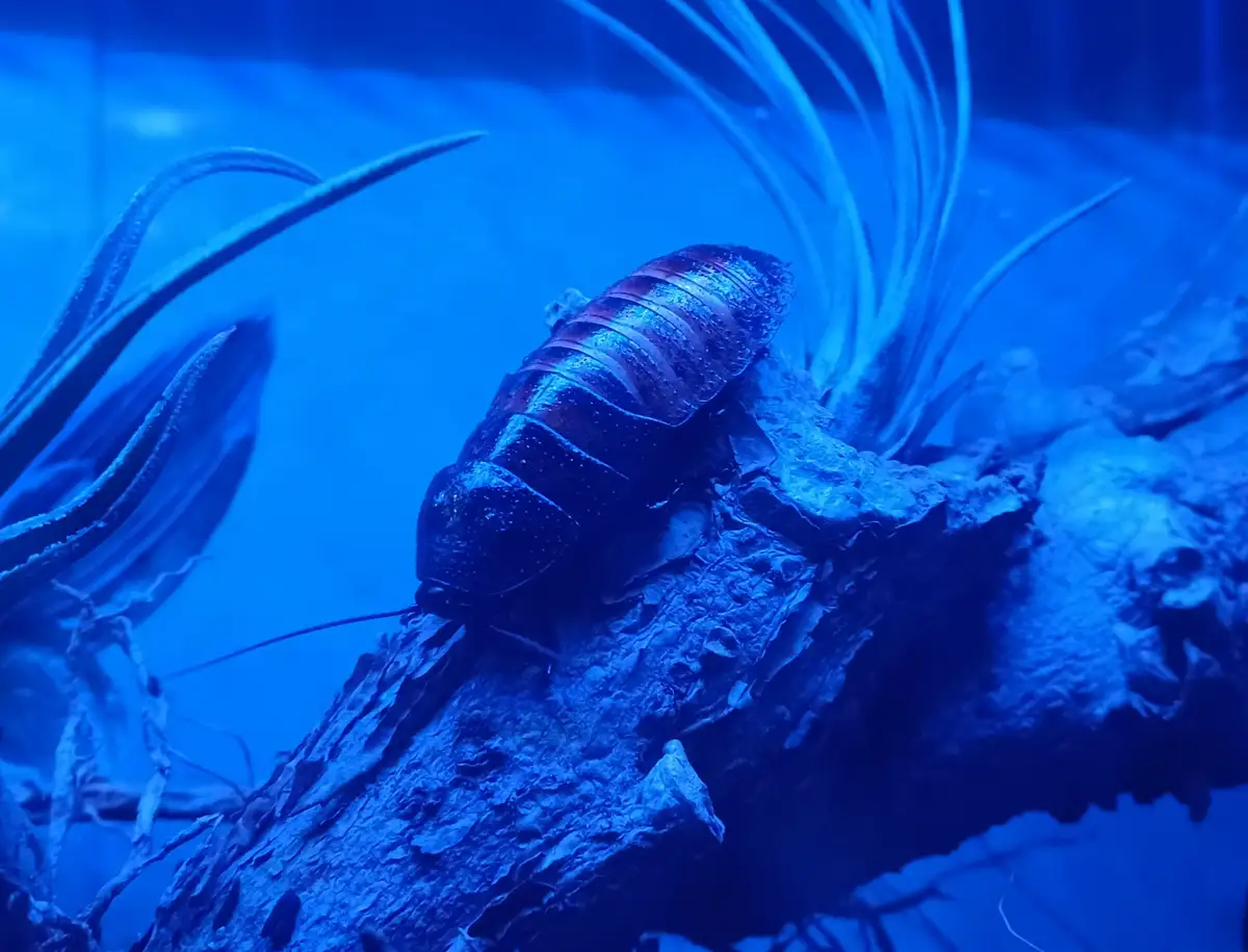 A large, dark cockroach with a glossy, segmented exoskeleton is perched on a textured, bark-like surface under intense blue…