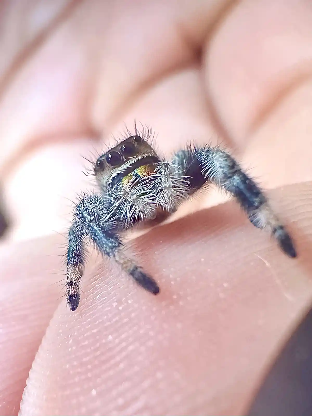 A close-up photo shows a small, fuzzy blue and black jumping spider perched on a person's fingertip, looking directly at the…
