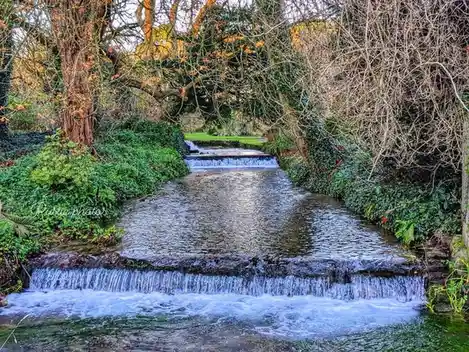 A serene, natural stream flows over small cascades through a wooded area with green ivy and bare-branched trees. The image…