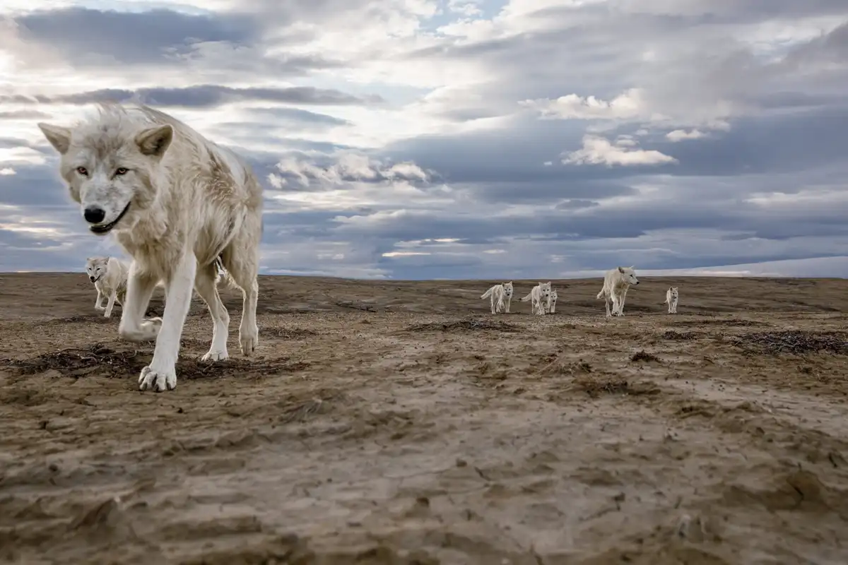 A large white wolf strides forward in the foreground of a barren, cloudy landscape, with several other white wolves…