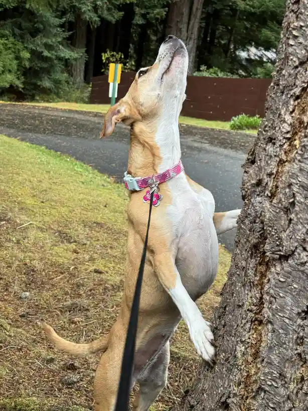 A tan and white dog with a pink collar named 'Rae' is standing on its hind legs, using its front paws to climb a tree trunk…
