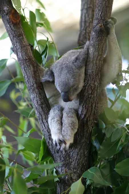 a koala is sleeping curled up in a tree, its body wrapped around a branch with its head resting against the bark, surrounded…
