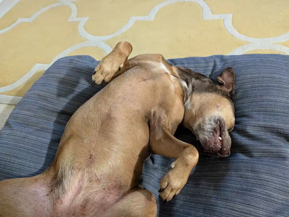 A tan and brown dog is sleeping on its back on a blue striped dog bed, with one paw raised and mouth slightly open, resting…
