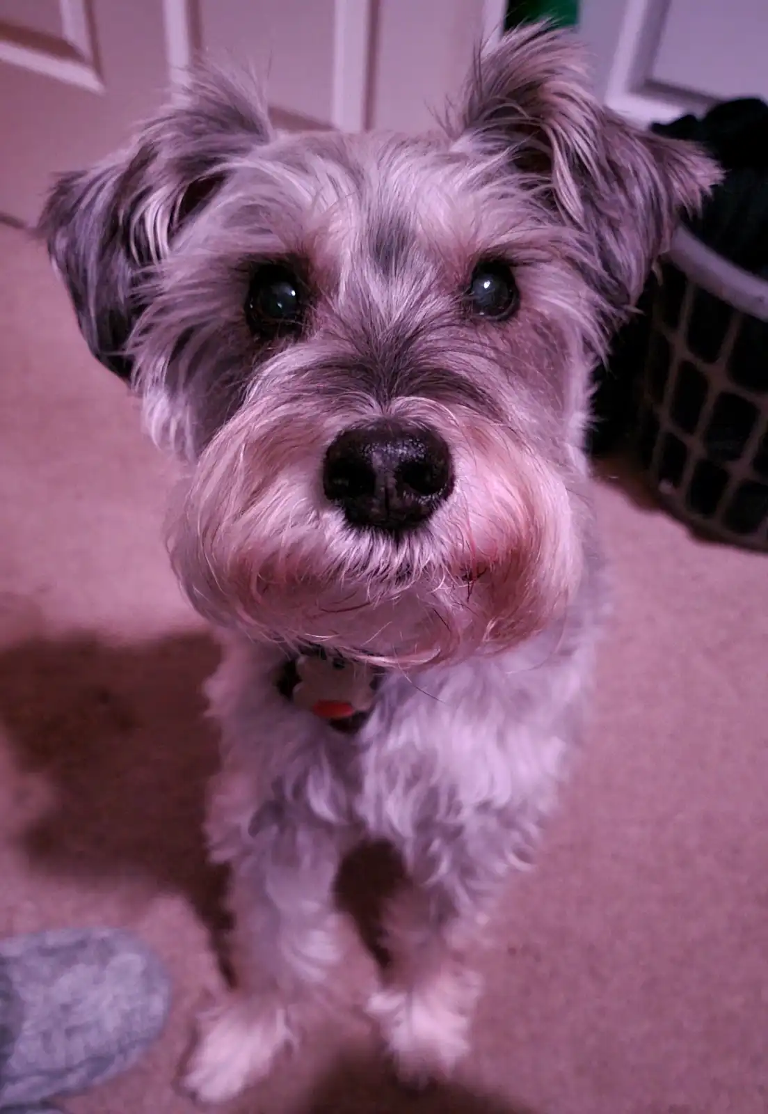 A close-up photo of a small, scruffy dog with gray and white fur, large dark eyes, and a black nose, looking directly at the…