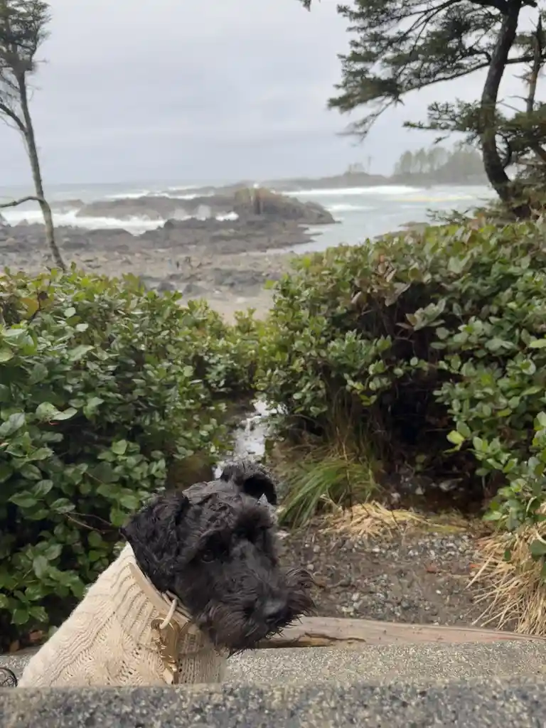 A black, shaggy dog wearing a cream-colored knit sweater and a beige collar with a gold buckle peers over a concrete ledge…