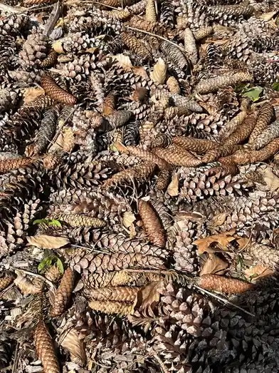 A close-up photo shows a dense pile of brown pinecones and dry leaves on the ground under sunlight. Overlaid text in white…
