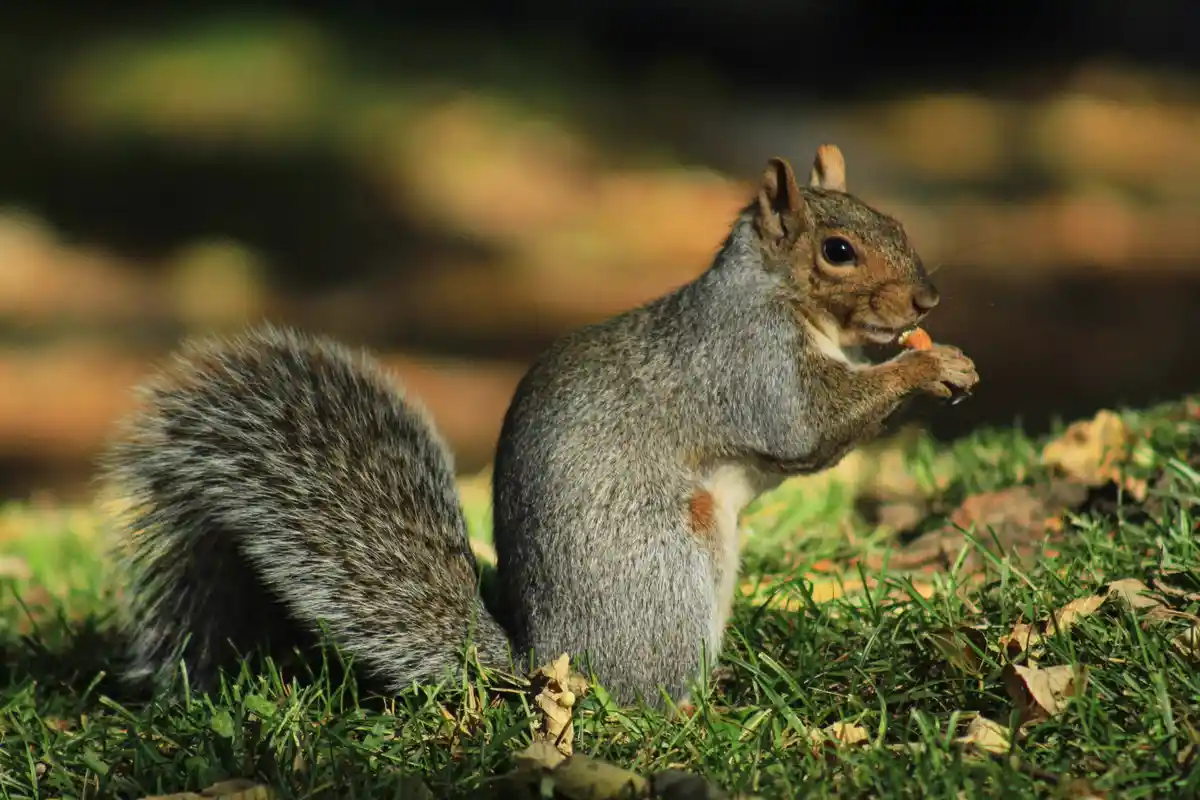 A gray squirrel with a bushy tail sits upright on green grass, holding and eating a small orange nut. The background is…