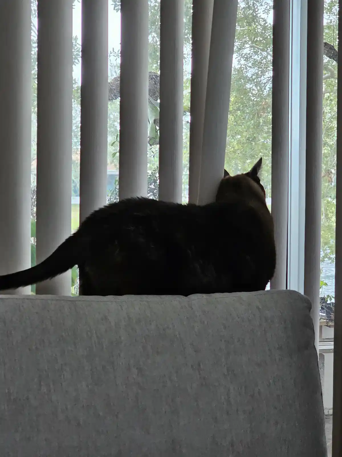 A dark-furred cat sits on the back of a light gray couch, facing a window with vertical blinds. Through the slats, green…