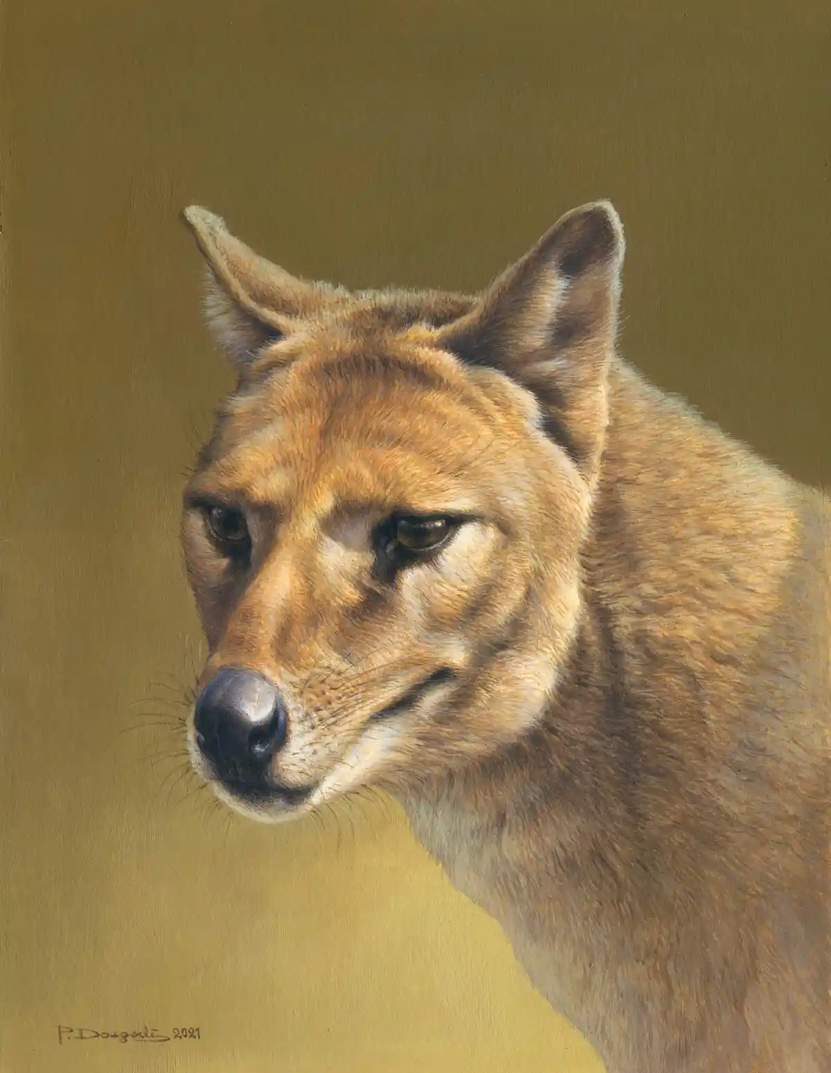 A realistic painting of a dhole's head and shoulders against a plain brown background, with the animal looking slightly…