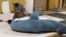 A tabby cat is shown in a sequence of six images interacting with a large blue plush dolphin toy on a checkered floor…
