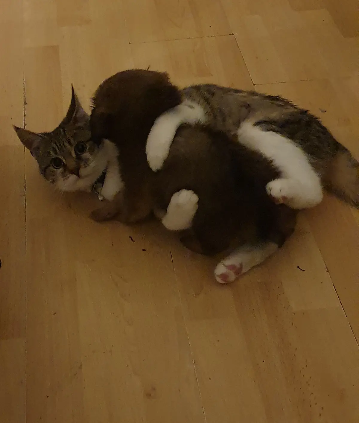 A tabby cat with white paws and chest is lying on its back on a wooden floor, curled up with its legs in the air, looking…