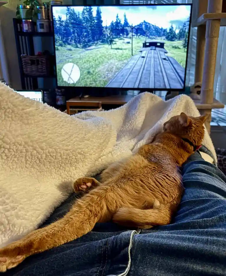 An orange tabby cat is lying comfortably on a person's lap, partially covered by a fluffy white blanket, while watching a…