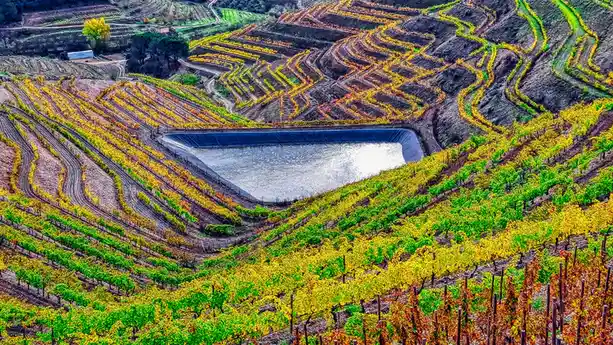 An aerial view of terraced vineyards in autumn, with rows of vines in yellow and green surrounding a rectangular, man-made…