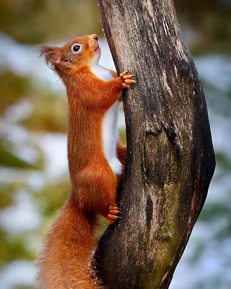 Meet the Adorable Red Squirrel