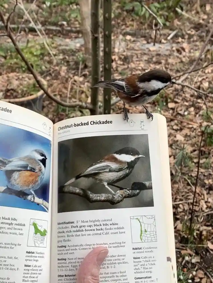 A real Chestnut-backed Chickadee perches on top of an open field guide book that has a photo and description of the same…