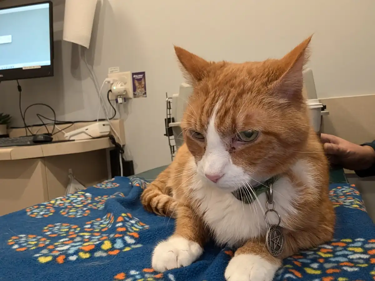 An orange and white cat with a visible eye injury sits on a blue patterned blanket in what appears to be a veterinary…