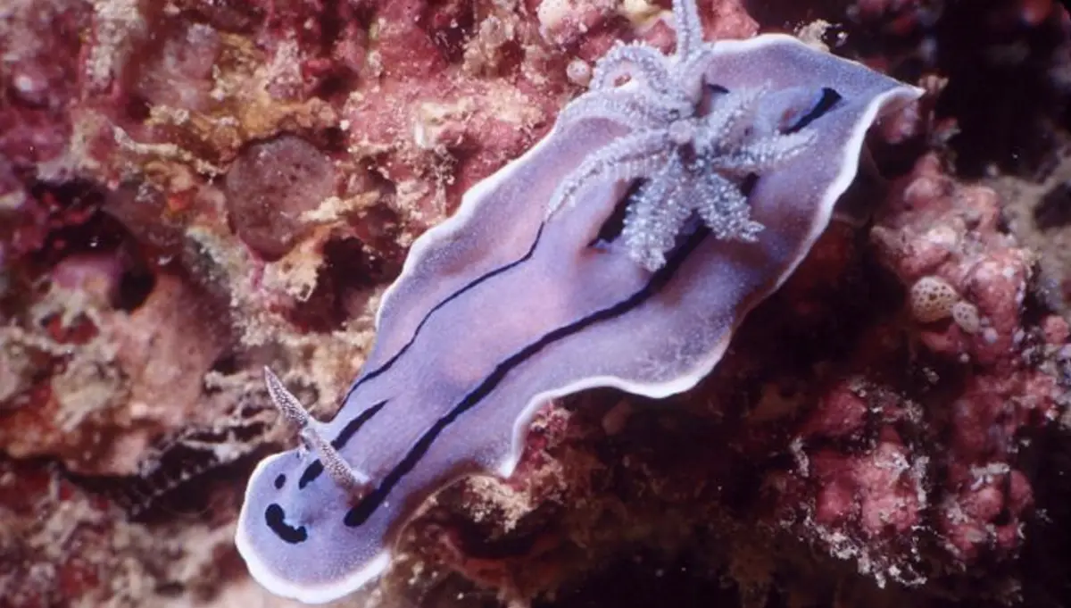 A purple sea slug with black stripes and a white border is crawling on a coral reef, with a small white starfish resting on…