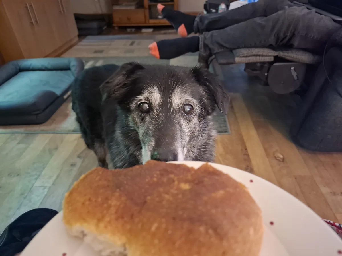 An elderly black and grey dog with sad, pleading eyes stares intently at a pancake on a white plate held in front of it. In…