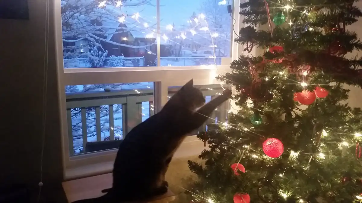 A dark tabby cat sits on a windowsill next to a lit-up christmas tree, reaching out with its paw to grab a string of fairy…
