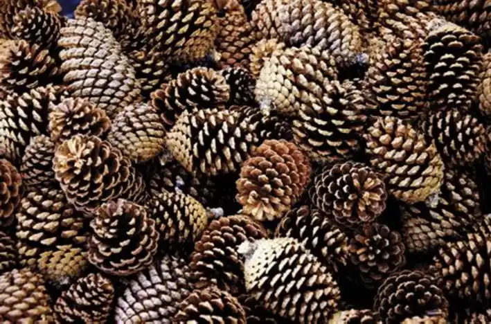 A dense, close-up photograph of many brown pine cones piled together, showing their textured, overlapping scales in various…