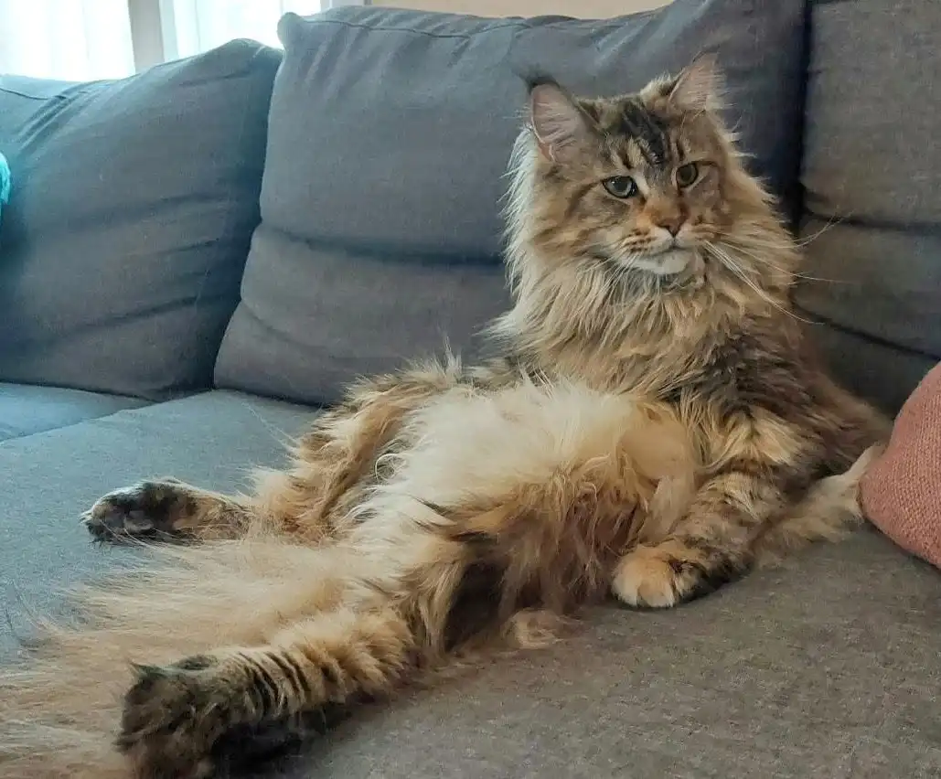 a fluffy long-haired cat with tabby markings lounges on a gray couch, belly exposed and looking directly at the camera with…
