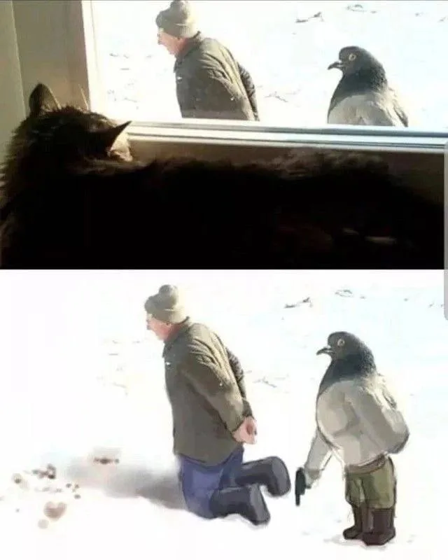 The image is split into two panels. The top panel shows a black cat looking out a window at a man and a pigeon. The bottom…