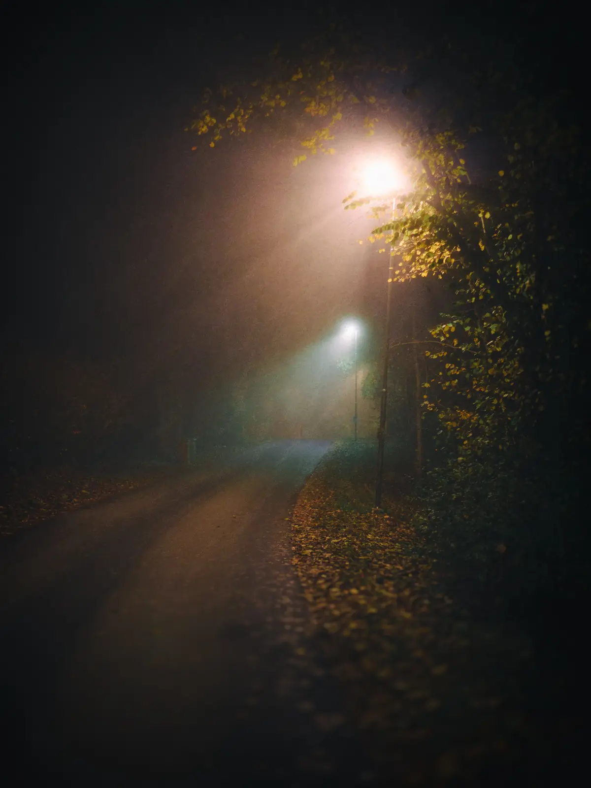 A foggy, atmospheric night scene shows a narrow road winding through trees, illuminated by two distant streetlights casting…