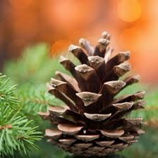 A close-up photograph of a brown pine cone resting on green pine needles, with a blurred orange and brown background. The…