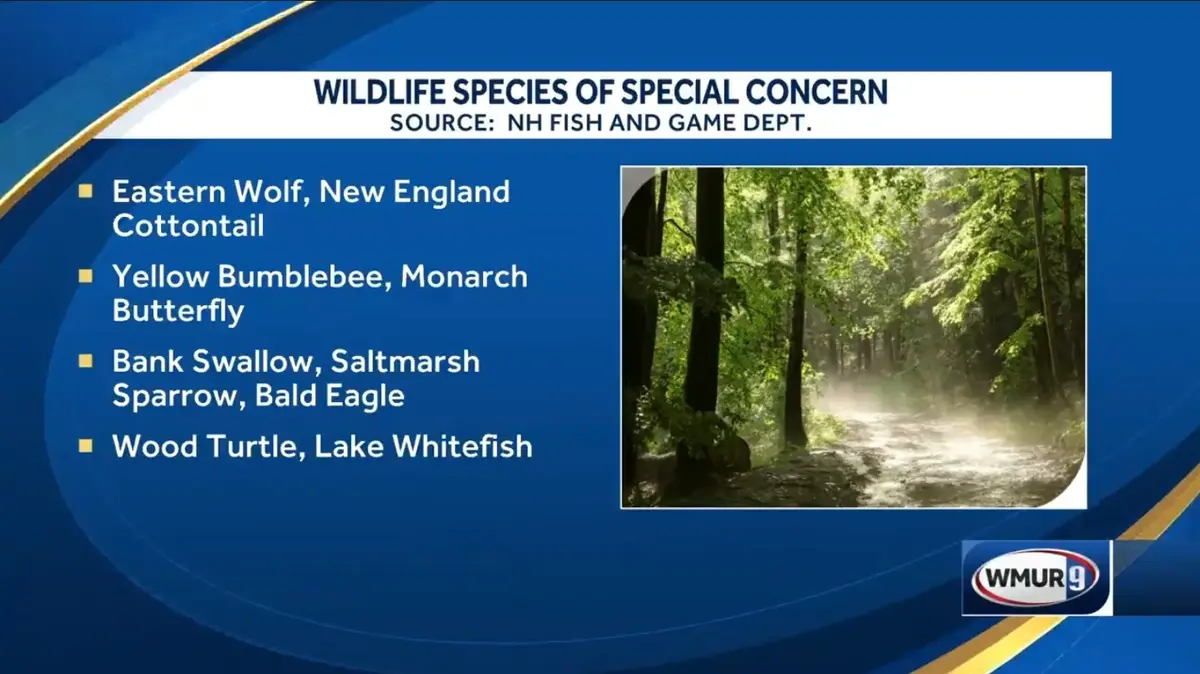 A news graphic from WMUR 9 lists 'Wildlife Species of Special Concern' sourced from NH Fish and Game Dept., featuring a…