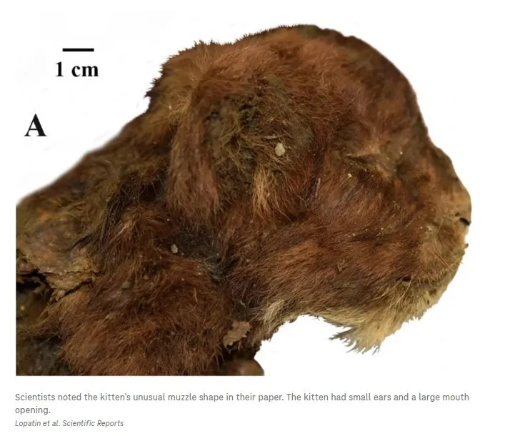 Ancient Discovery: 35,000-Year-Old Saber-Toothed Kitten Found!