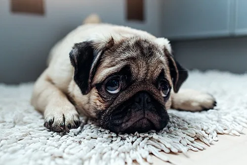 a pug dog with large, sad eyes lies on a white shaggy rug, looking exhausted and unenthusiastic. The overlaid text reads…