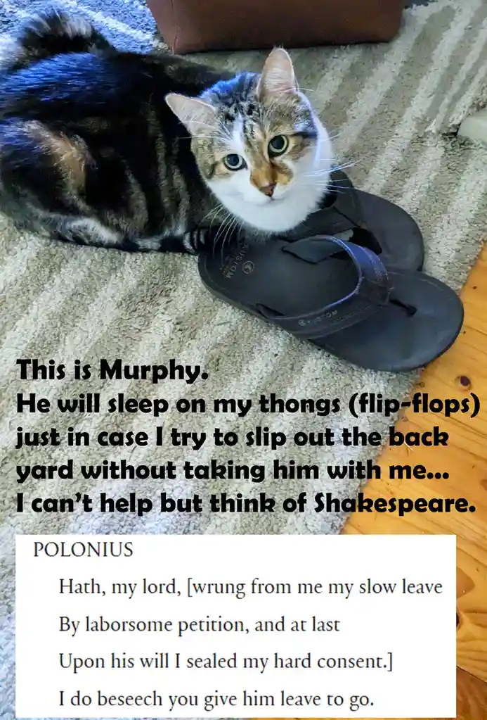 A tabby cat named Murphy is lying on a carpet next to a black flip-flop, looking directly at the camera. The overlaid text…