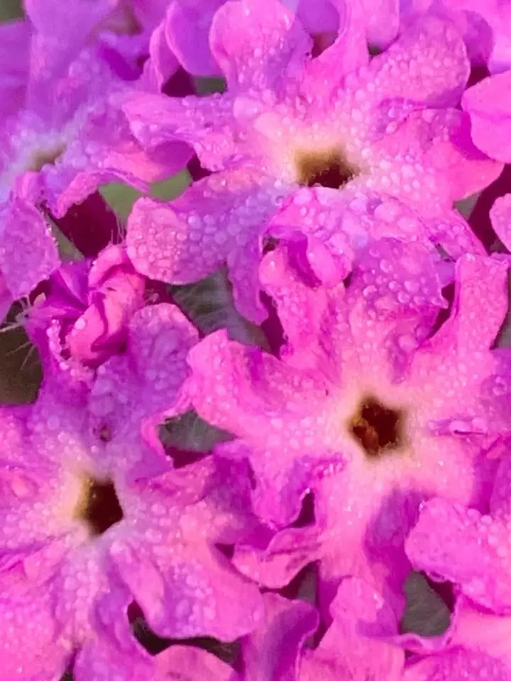 A close-up photo of vibrant pink flowers covered in dewdrops, with the overlaid text 'i'm not crying, you're crying' in…