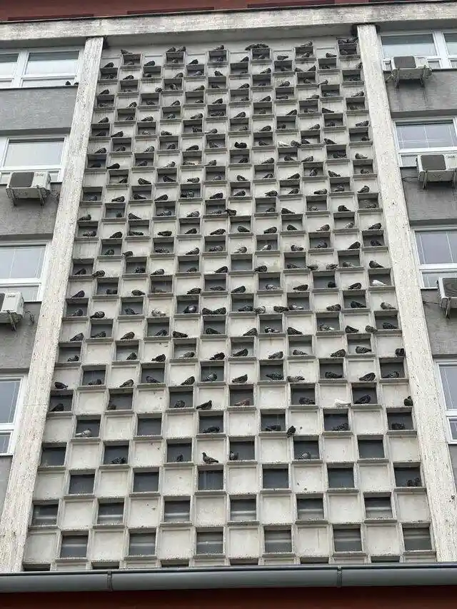 A tall building facade features a grid of concrete recesses, most of which are occupied by pigeons perched inside. The…