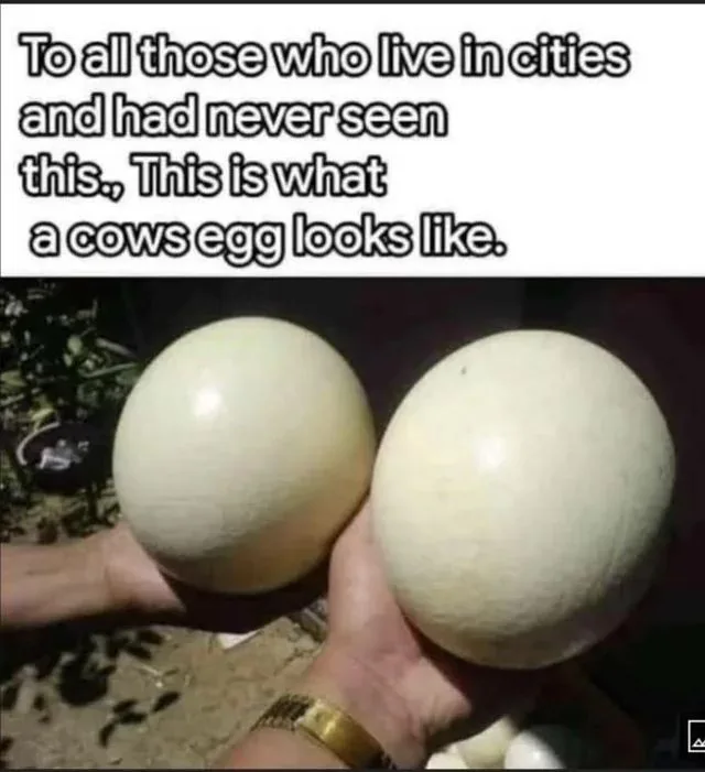 Two large, pale, spherical objects resembling giant eggs are held in a person's hands, contrasting with the small, familiar…
