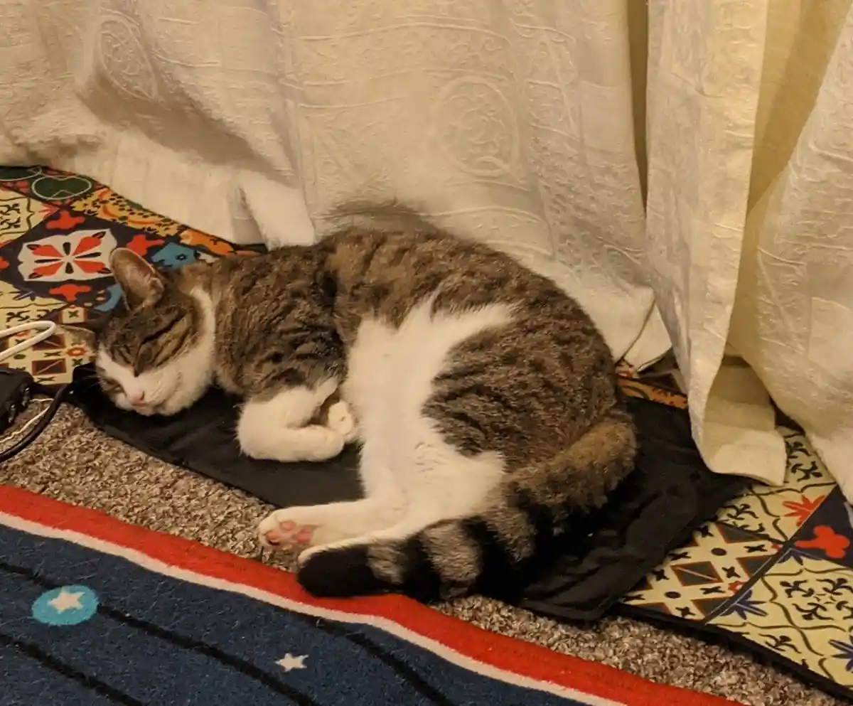 A tabby and white cat is curled up sleeping on a black heating pad placed on a patterned rug, with white curtains behind it…