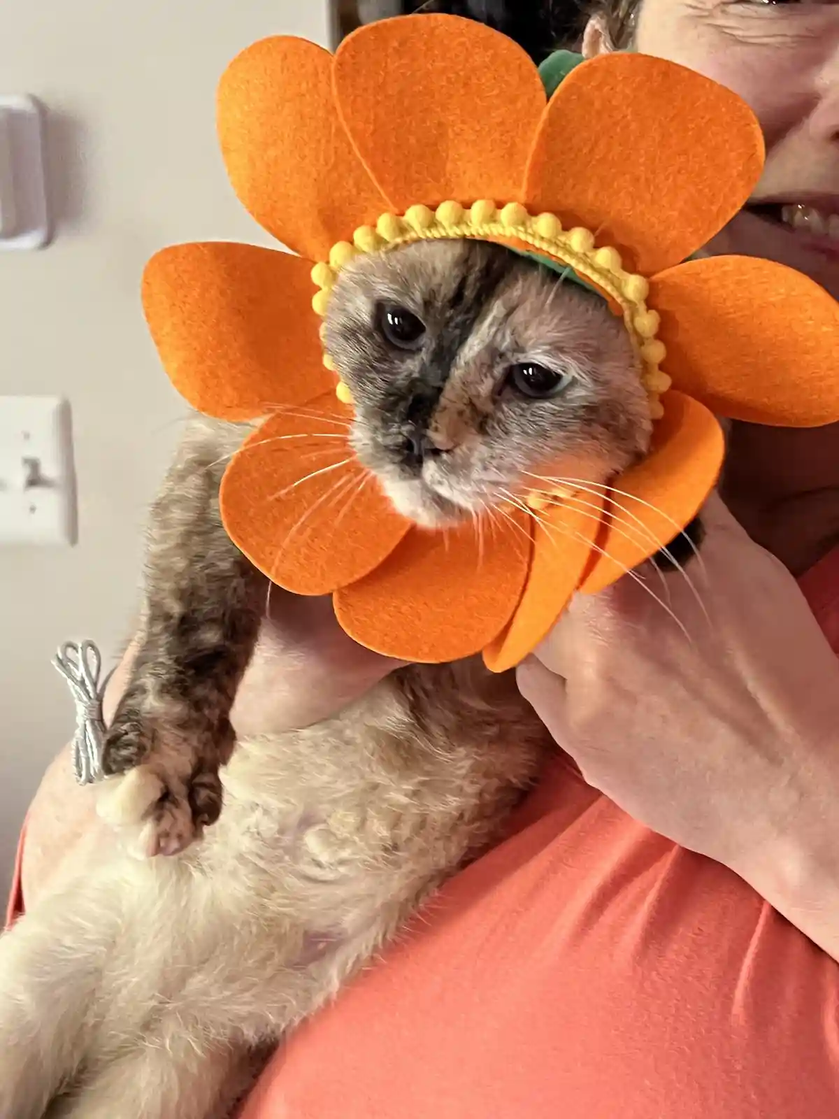 A cat with grey and cream fur is being held by a person wearing a coral shirt, wearing a large orange felt flower costume…