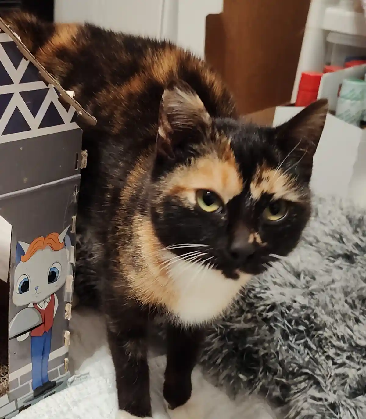 A tortoiseshell cat with black, orange, and white fur stands beside a cardboard cat house decorated with a cartoon cat…