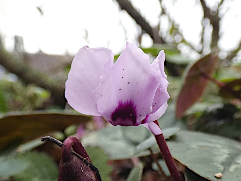 A close-up photograph of a light purple flower with a dark purple center, set against blurred green foliage and tree…