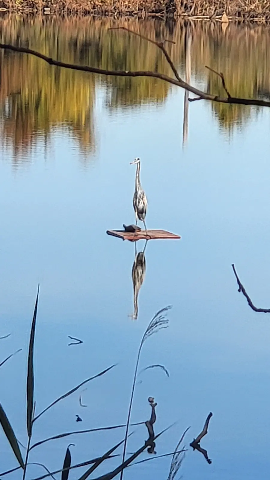 The Tale of the Turtle and the Heron