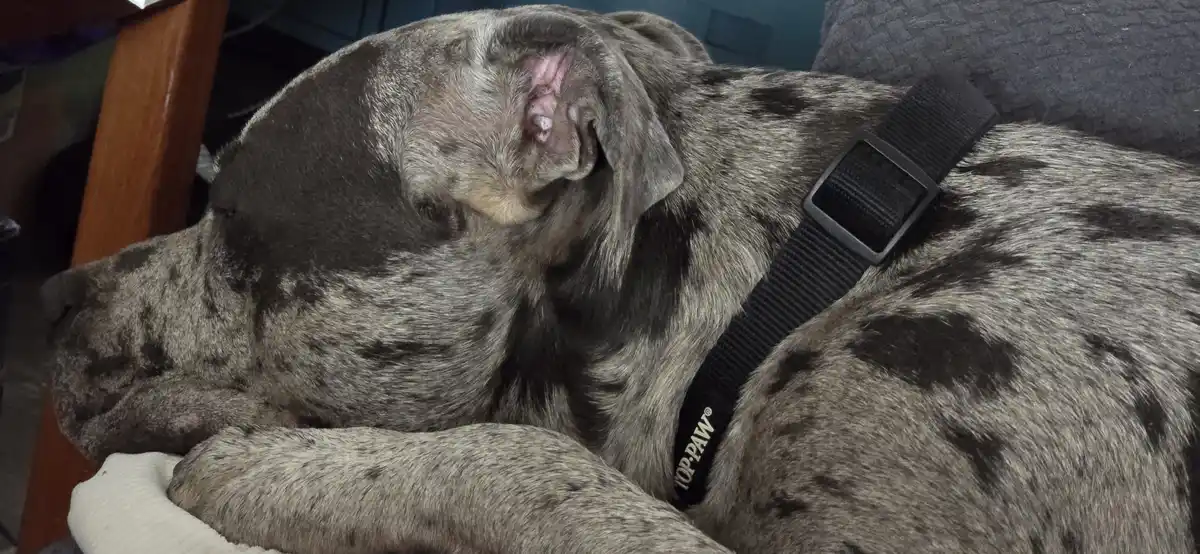 A large, gray and black spotted dog with a black harness is sleeping deeply, its head resting on its front paw. Its mouth is…