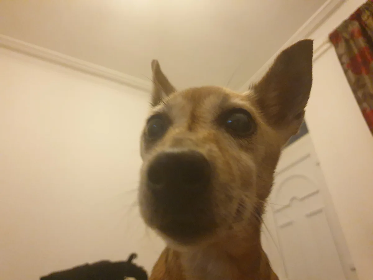 A close-up, low-angle shot of a small tan and white dog with large, dark eyes staring directly into the camera lens, its…