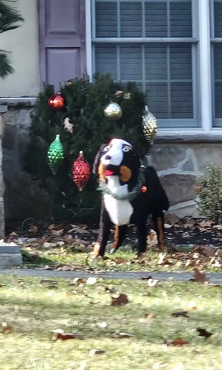A real Bernese Mountain Dog stands outdoors in front of a house, wearing a festive green wreath around its neck and a red…