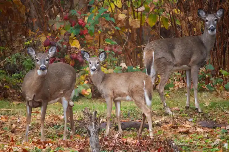 Three deer stand in an autumnal setting with fallen leaves and colorful foliage behind them, all looking directly at the…