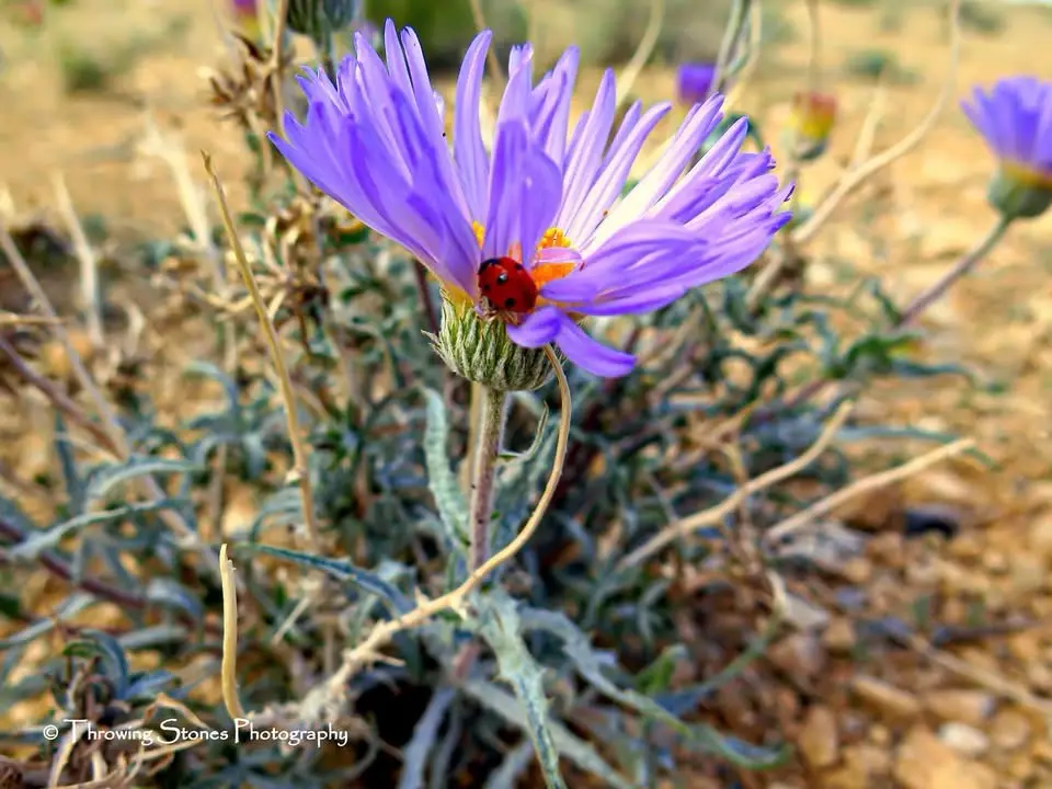A close-up photograph shows a small red ladybug with black spots perched on the center of a vibrant purple flower with long…