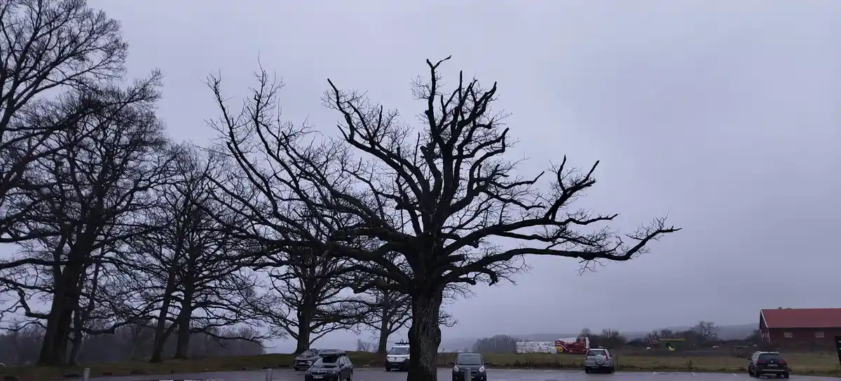 A bleak, overcast photo shows a large, leafless tree with sprawling, gnarled branches dominating a parking lot with several…